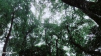 设计师陈蕾:日本——思·静