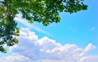 融化的夏日,家里有它太令人赏心悦目了!!!