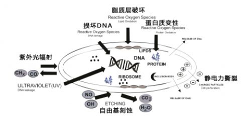 等离子体消毒杀菌原理图