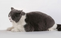 铲屎官须知| 猫砂种类多多,这款益和猫砂才是最优选择