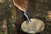 乳胶枕品牌推荐,贵族之选,国货大牌 安排:新浪网家居主站(新浪家居)
