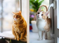 全景门分区合理化，为萌宠和主人营造和谐共处空间感