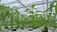 新品塑递丨水培种植好帮手!联塑设施农业水培管系列上新啦~