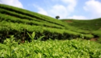 如何储存春茶?教你几个方法轻松留住茶叶香气