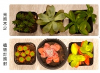 解决室内种植最大弊端的方法—植物生长灯