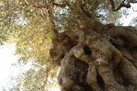 NATUZZI预告将在2025米兰设计周发布全新视觉符号及新品,以Rooted in Ha...